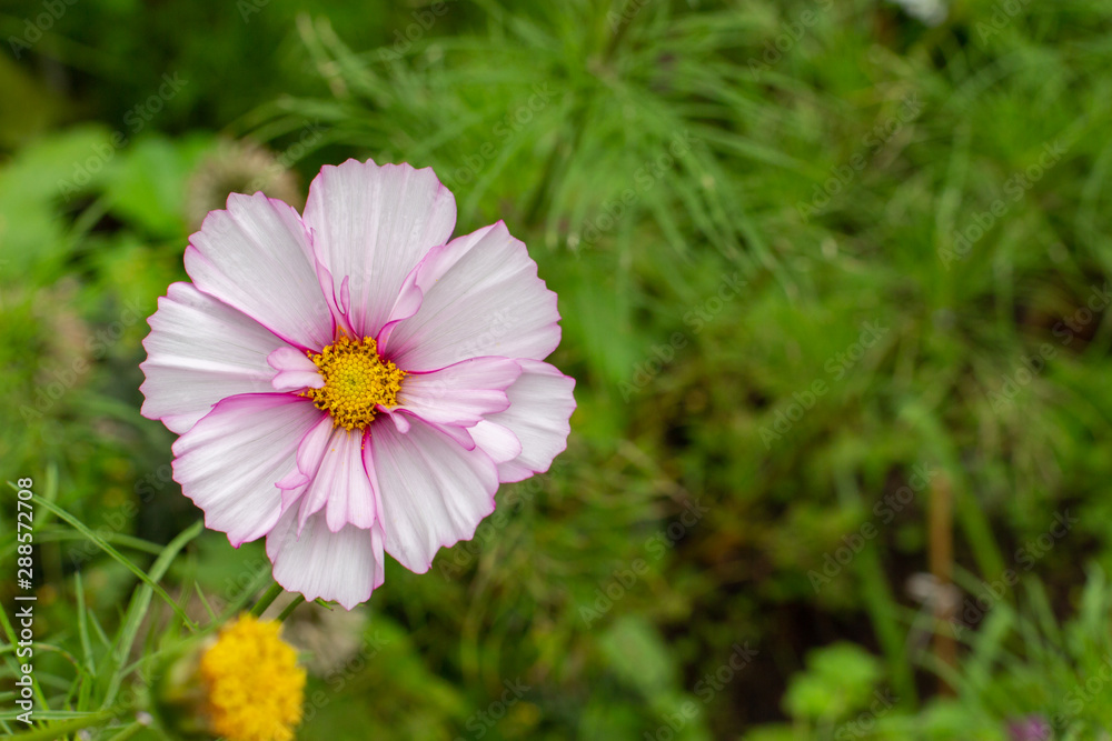 Cosmos flower close-up, big beautiful cosmea wild blooming grass Cosmos flower close-up, big beautiful cosmea wild blooming grass