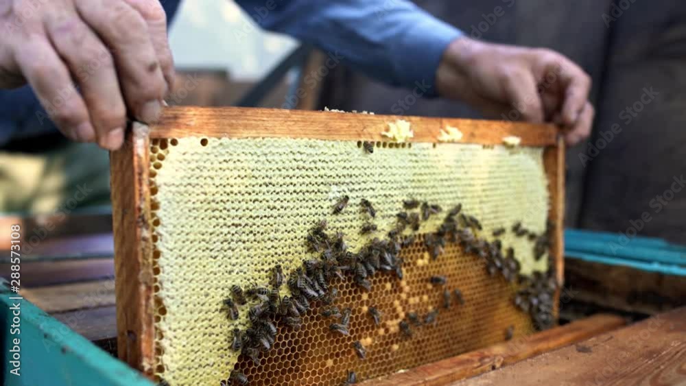 Process Of Harvesting Honey From Wooden Beehive Outdoors Stock Video ...