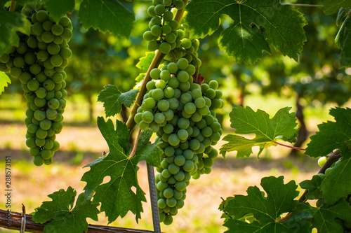 Wallpaper Mural Grapes on a vine at a winery Torontodigital.ca