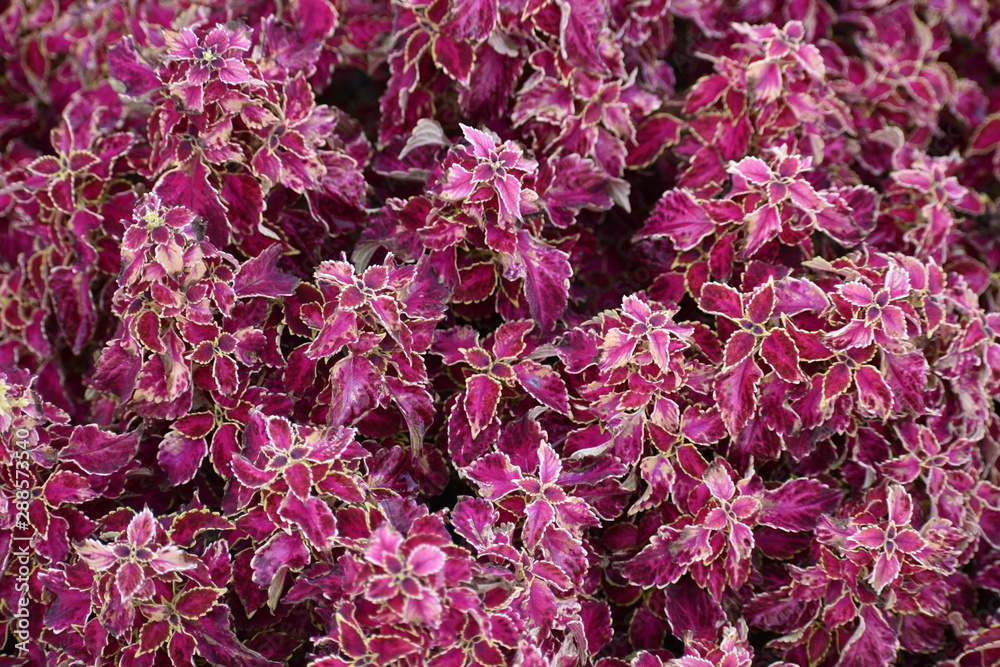 Coleus Coleus