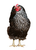 Black hen isolated on a white background.