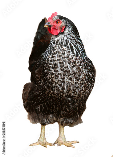 Black hen isolated on a white background.