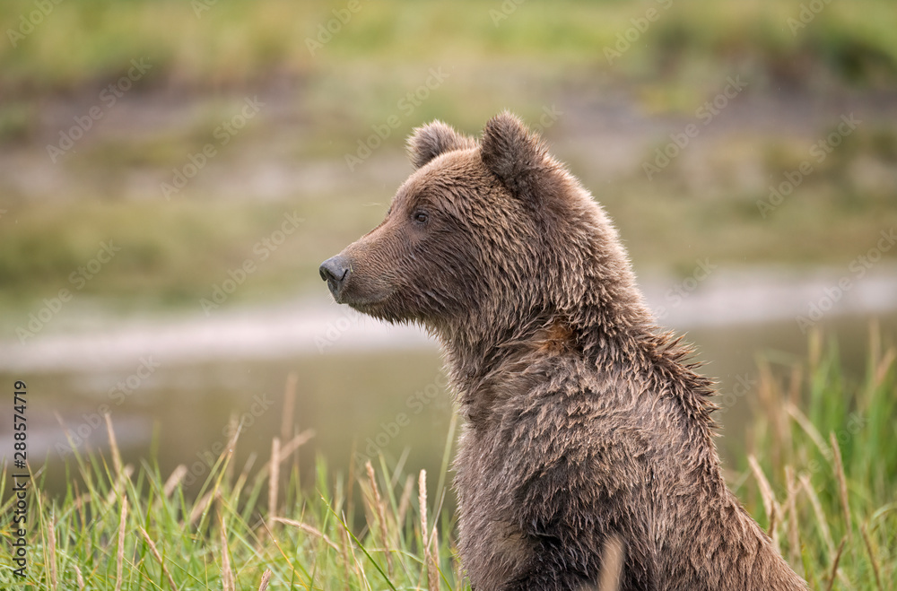 Obraz premium Grizzly bear standing up in a field to see over the tall grass. Image taken in Lake Clark National Park and Preserve, Alaska.