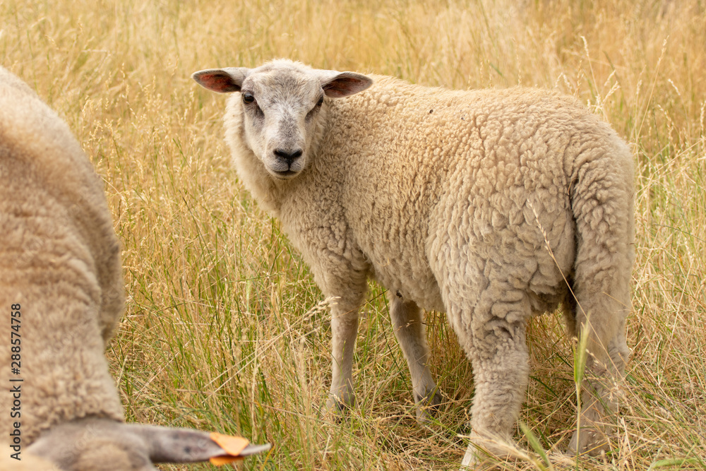 Naklejka premium Sheep in summer