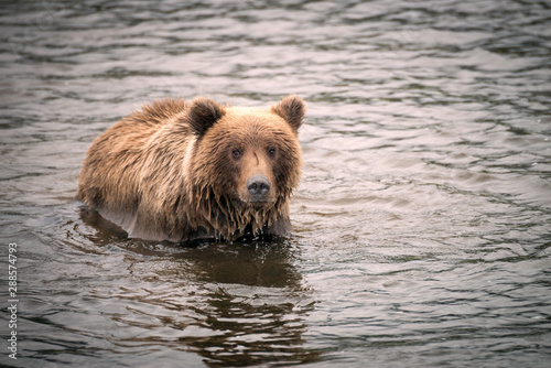 Grizzly bear fishing in a lake with water dripping of its muzzle. Image taken in Lake Clark National Park and Preserve, Alaska.