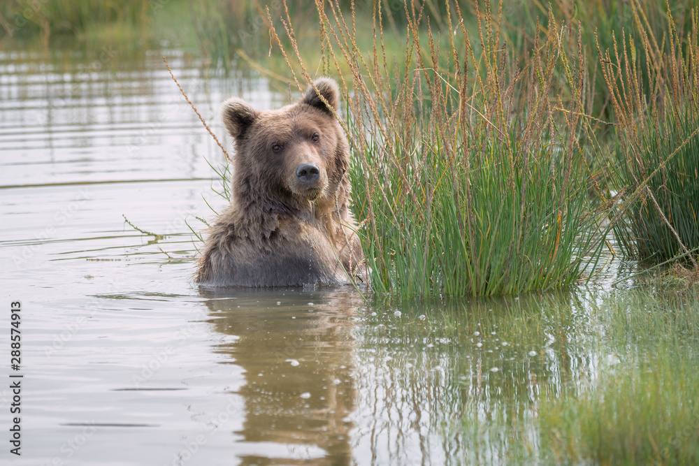 Grizzly bear fishing in a lake surrounded by green grass. A nice reflection is in the water. Image taken in Lake Clark National Park and Preserve, Alaska. Grizzly bear fishing in a lake surrounded by green grass. A nice reflection is in the water. Image taken in Lake Clark National Park and Preserve, Alaska.