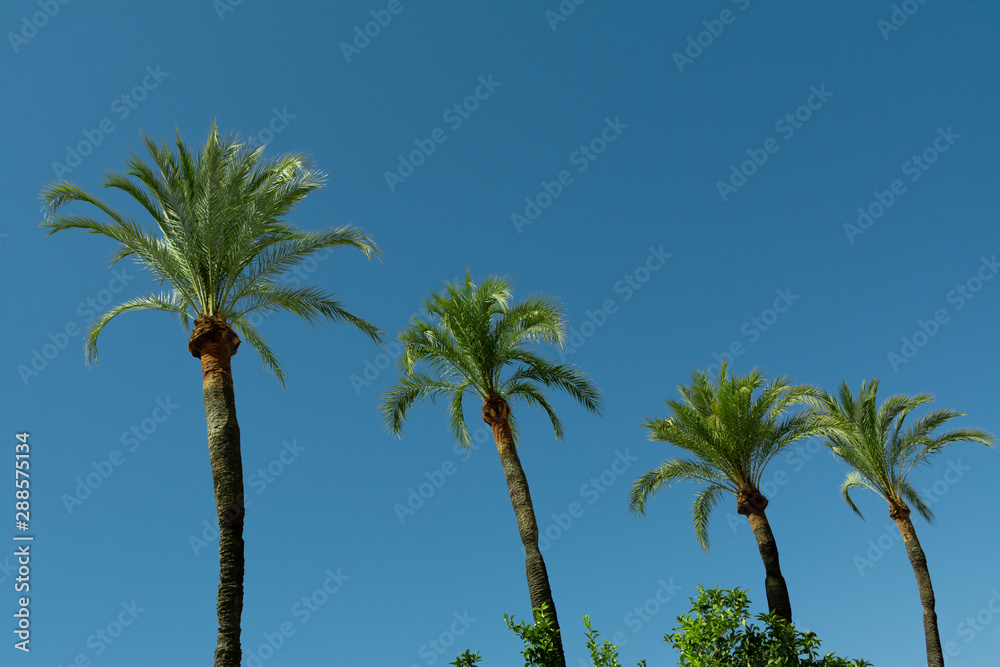 Tres palmeras bonitas