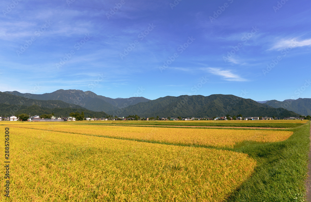 八海山と稲穂2019