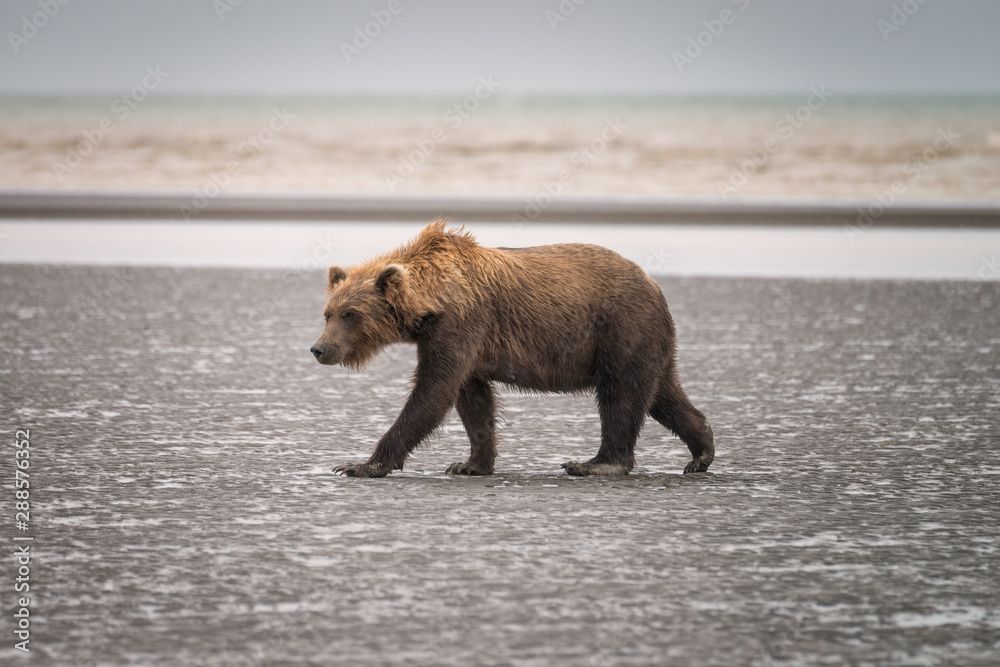 Obraz premium Adult grizzly walking on the beach in the rain. Image taken in Lake Clark National Park and Preserve, Alaska.