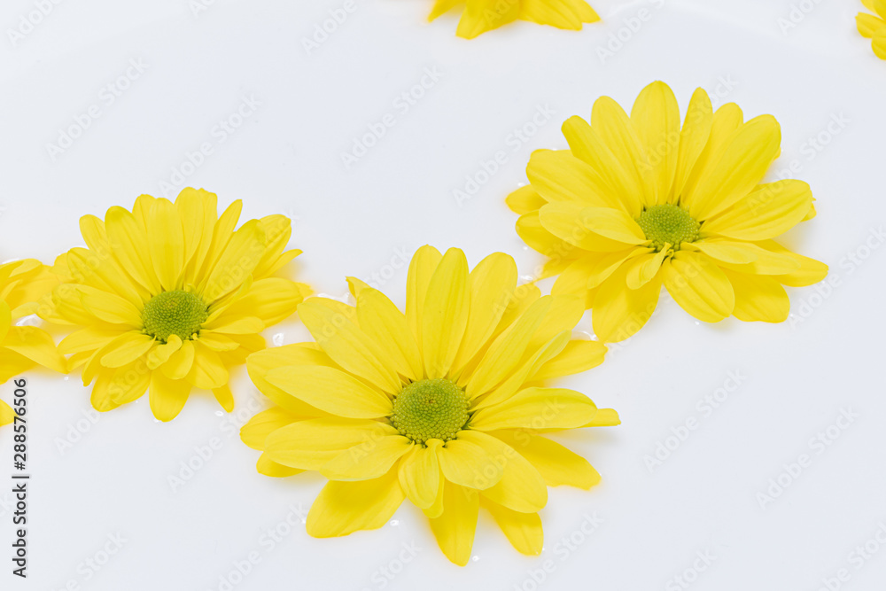 close-up of beautiful yellow flowers in milk. Milk bath.