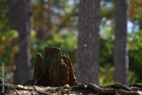 An overgrown, with moss covered tree stump in front of a forest in Berlin-Germany.