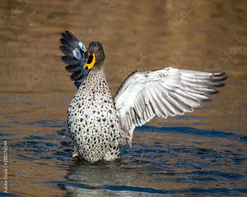 A Yellow Billed Duck, flapping its wings.