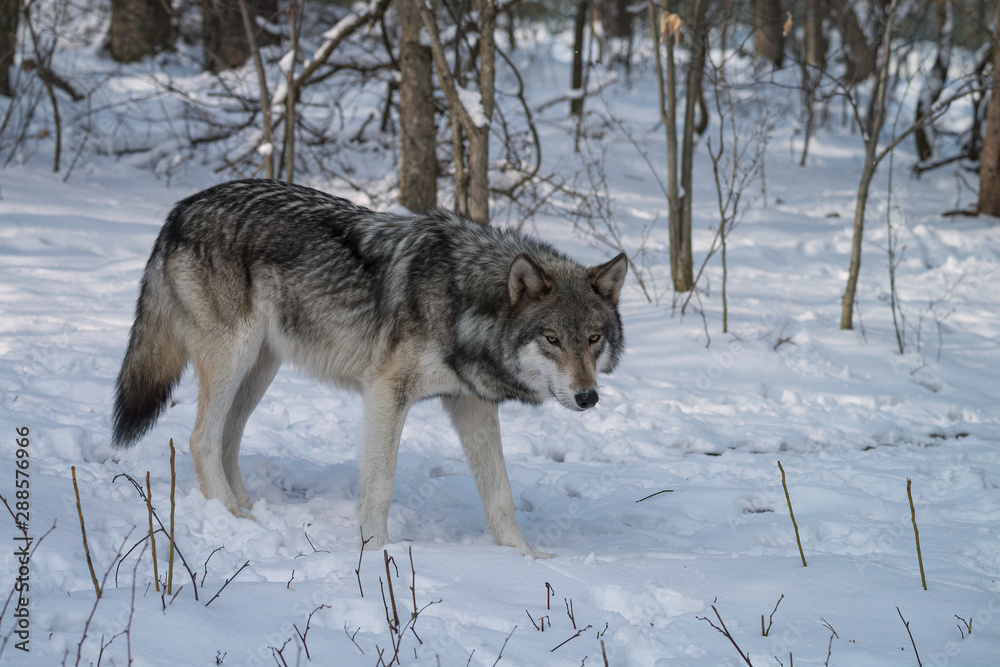 Naklejka premium Gray wolf walking through a forest in the snow