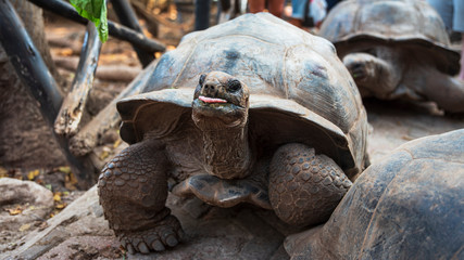Bilder mit Rahmen Sansibar Riesenschildkröte streckt Zunge heraus Sansibar  © Michael Barkmann