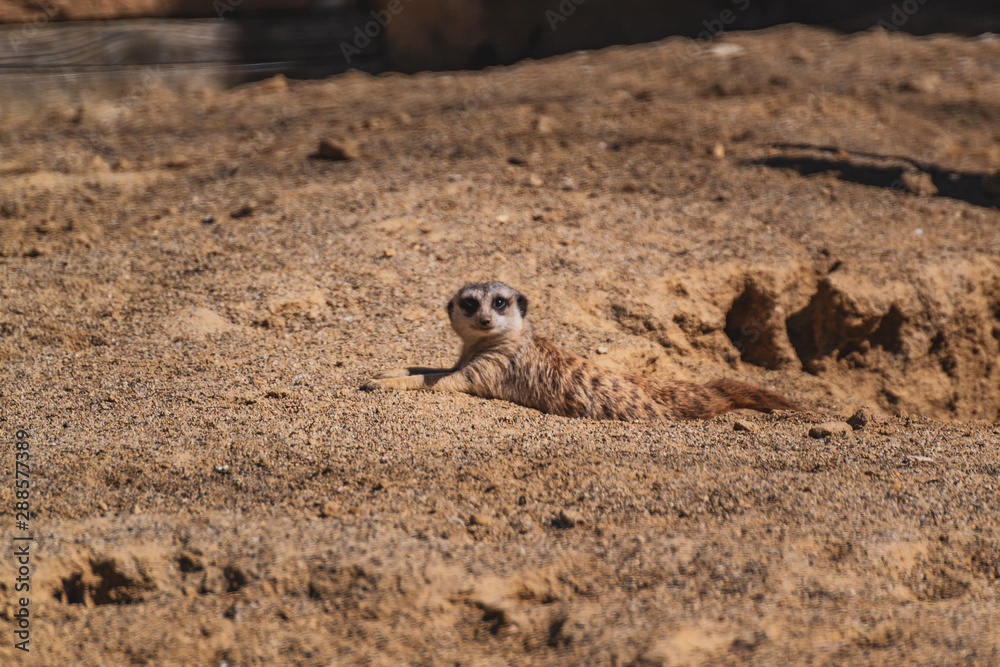 Meerkat lying and looking at the camera Meerkat lying and looking at the camera