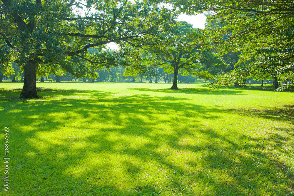 Park tree