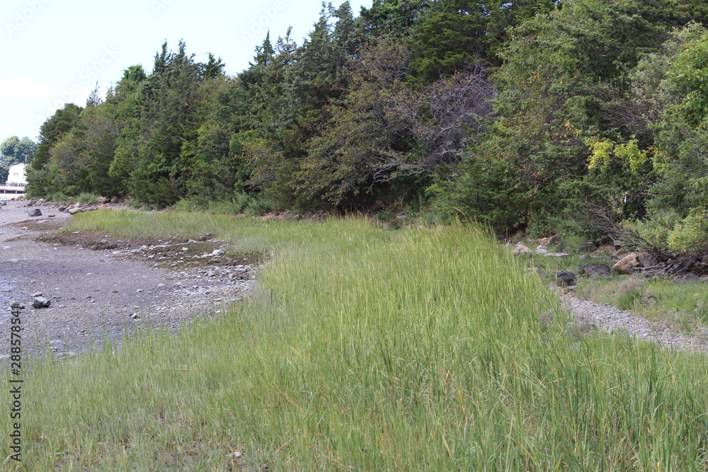 Salt Marsh Salt Marsh