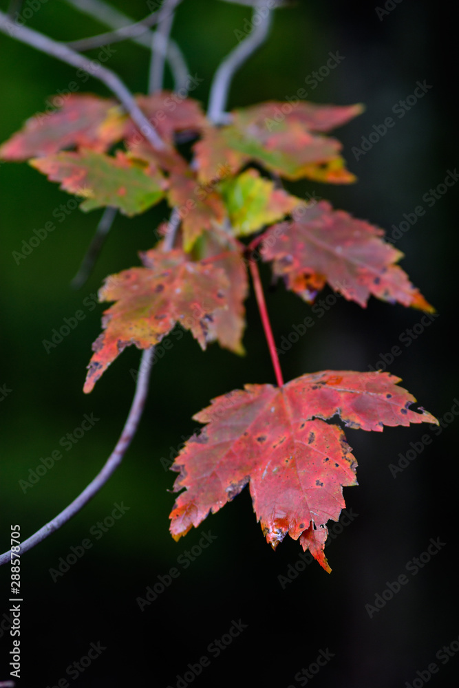 Obraz premium maple leaves