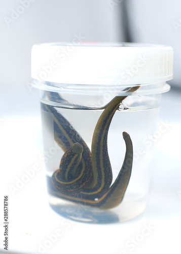 Hirudotherapy. medical leeches in a glass in water photo