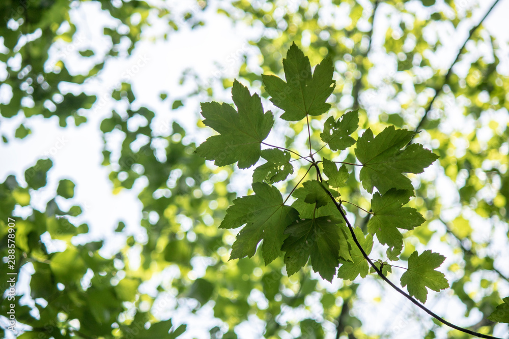 Close up shoot of the leaves of plane tree. Close up shoot of the leaves of plane tree.