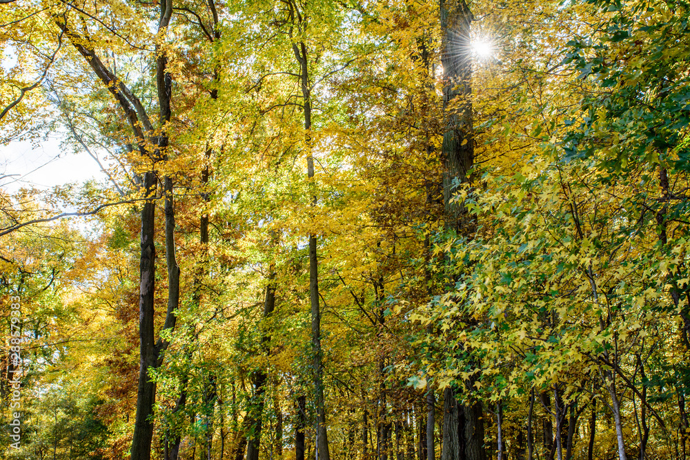 autumn landscape with trees and blue sky