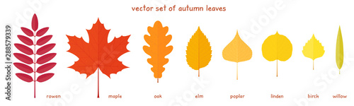 Fényképezés Vector set of autumn leaves