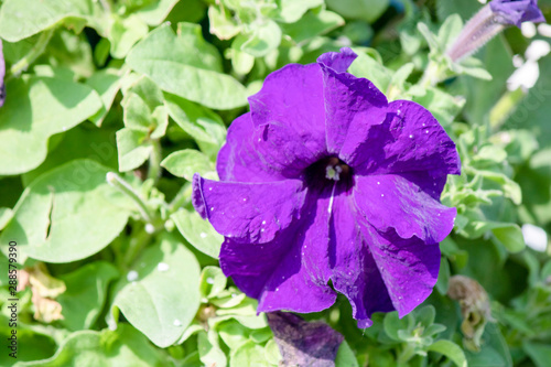 Violetflowers petunia flower in purple color. It was close-up. Right side of the photo.