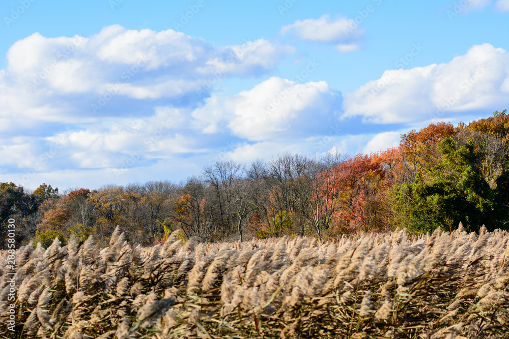 autumn landscape with trees and blue sky autumn landscape with trees and blue sky