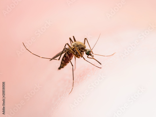 Encephalitis, Yellow Fever, Malaria Disease or Zika Virus Infected Culex Mosquito Parasite Insect on Skin Macro