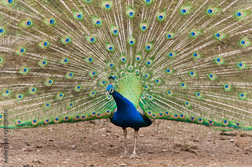 Peacock