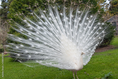white peacock 2