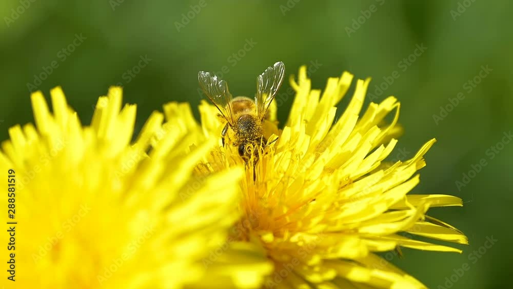 24268_The_flying_brown_bee_on_top_of_the_yellow_daisy_flower.mov 24268_The_flying_brown_bee_on_top_of_the_yellow_daisy_flower.mov
