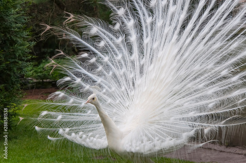 white peacock 2