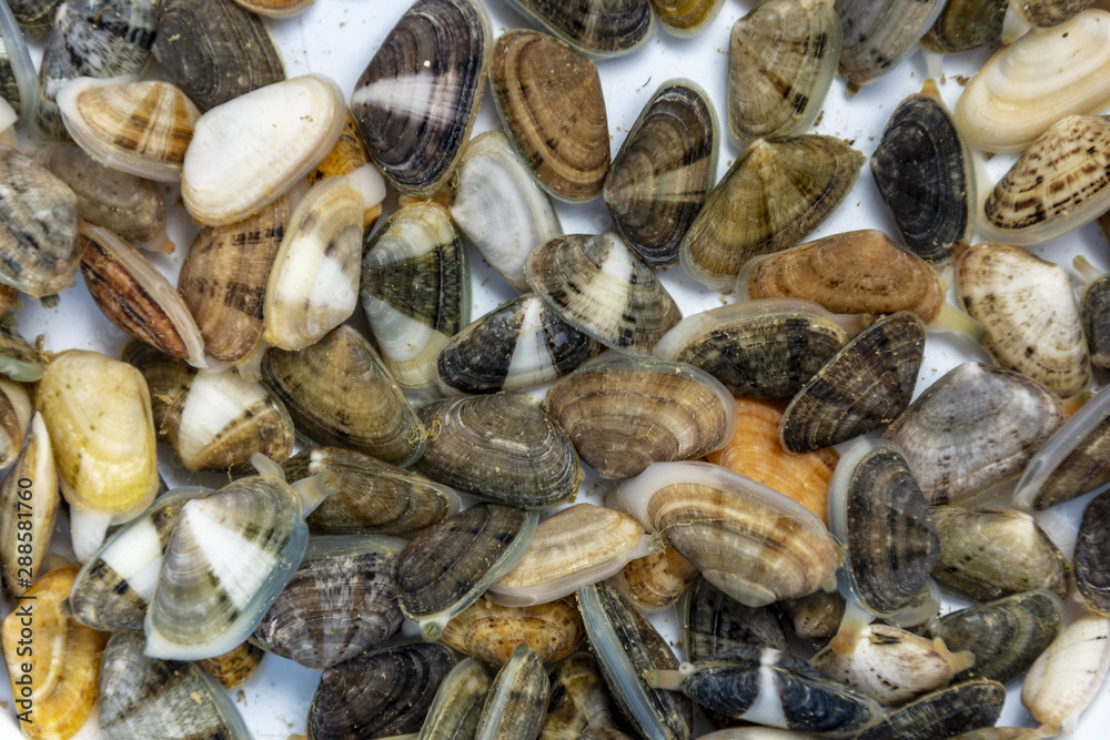 Sea clams, also known as Tellina