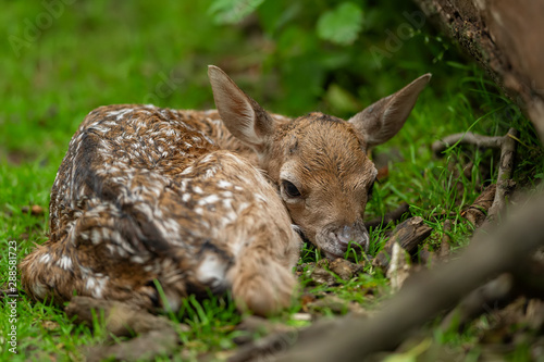 Fallow deer fawn. New born animal in the nature