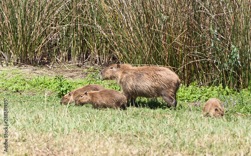 capybara family