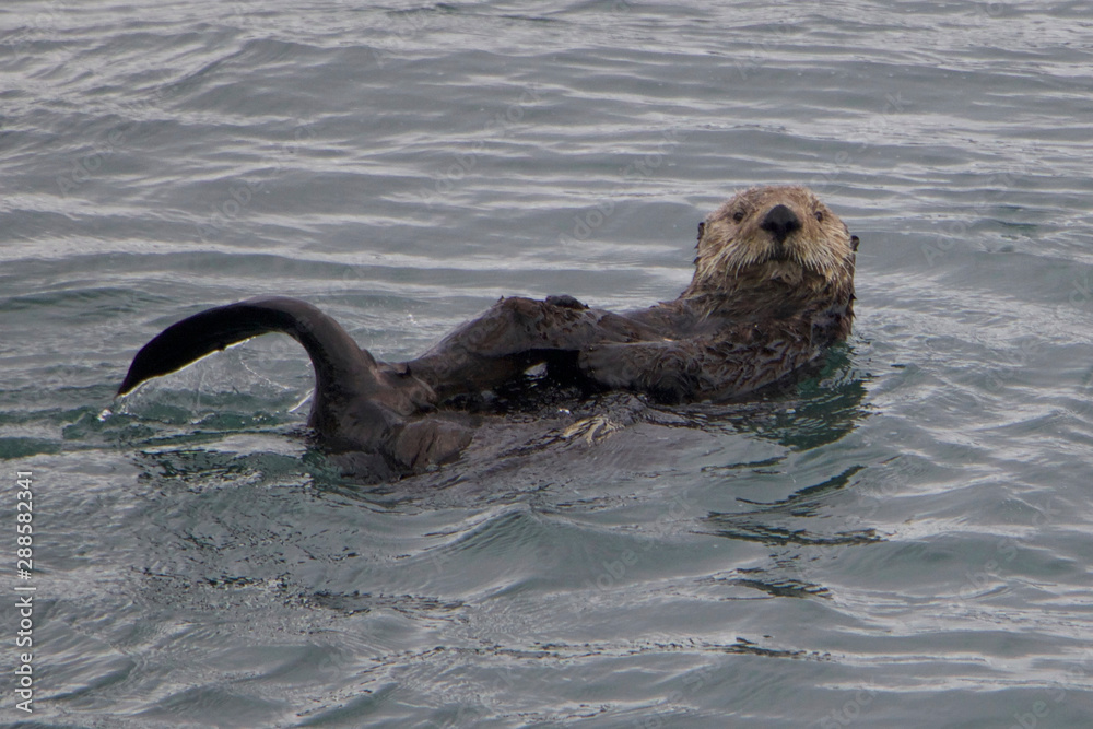 Obraz premium Courious George