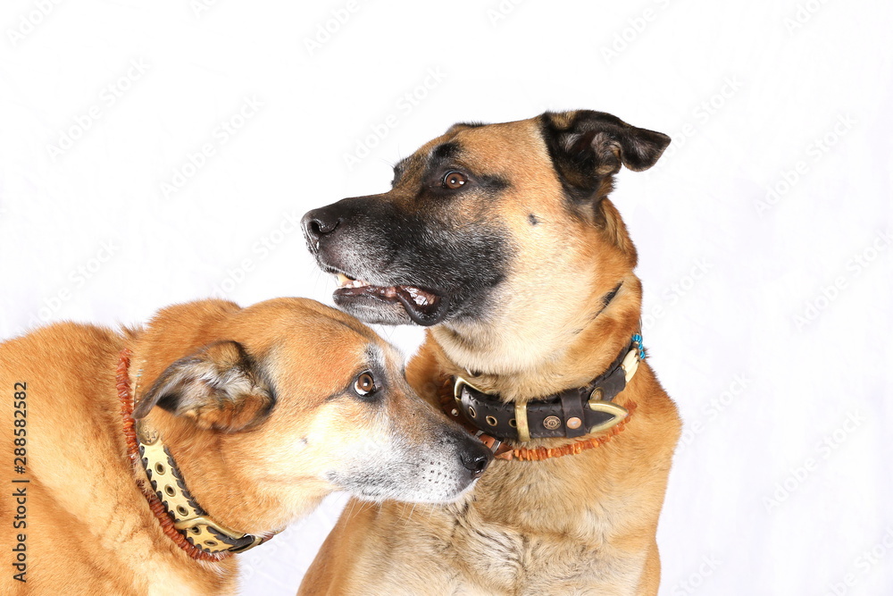 Zwei Hunde im Studio - weißer Hintergrund