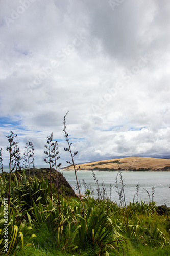 view from viewpoint near Opononi, New Zealand