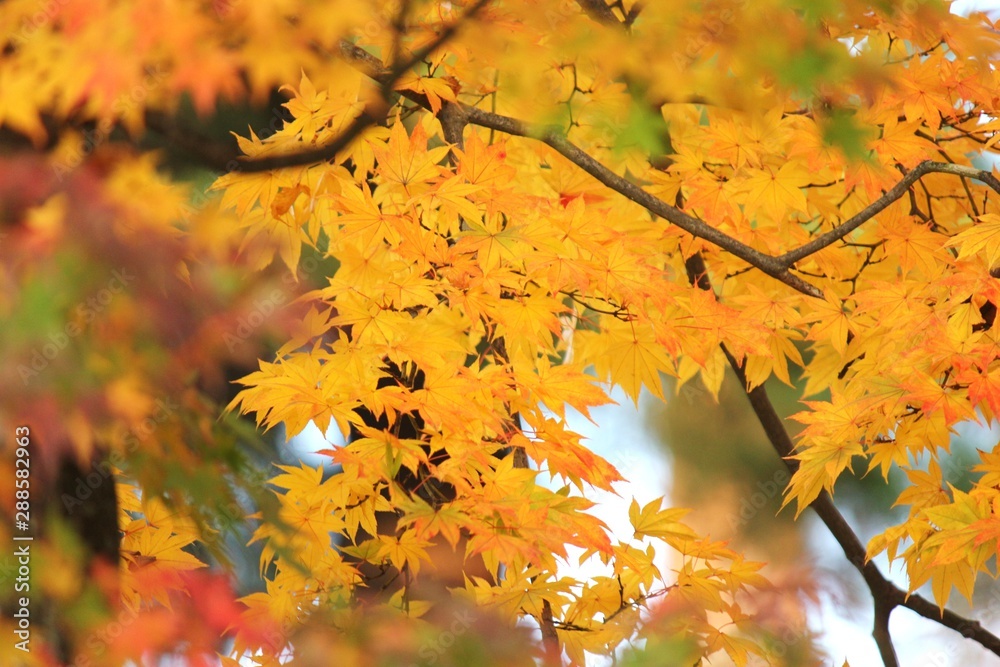 日本の紅葉　須賀川牡丹園