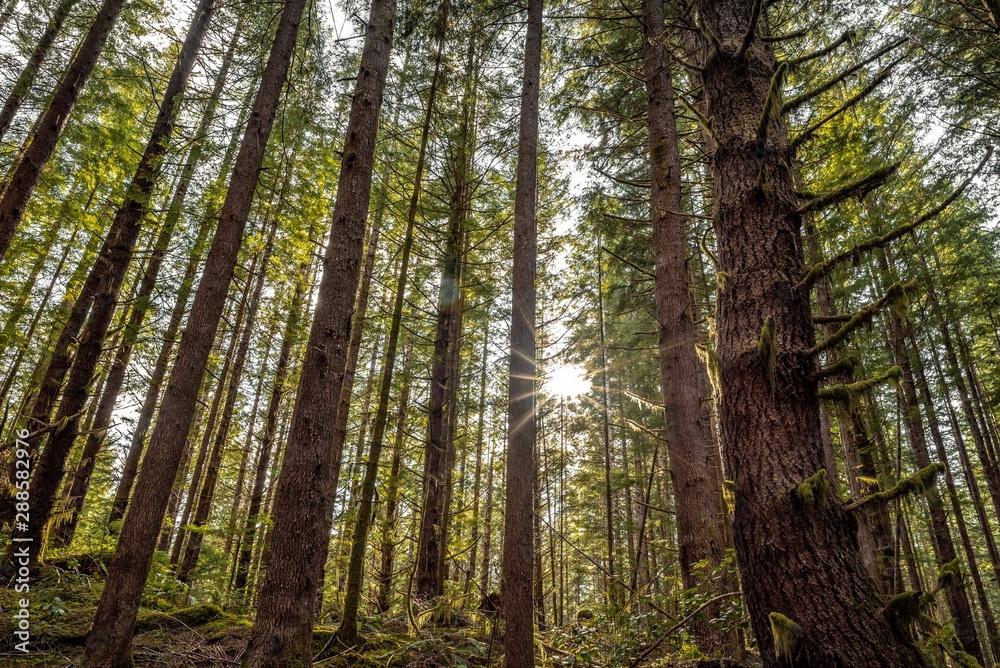 Fototapeta premium Sunset Through The Trees. Vancouver Island, British Columbia, Canada.
