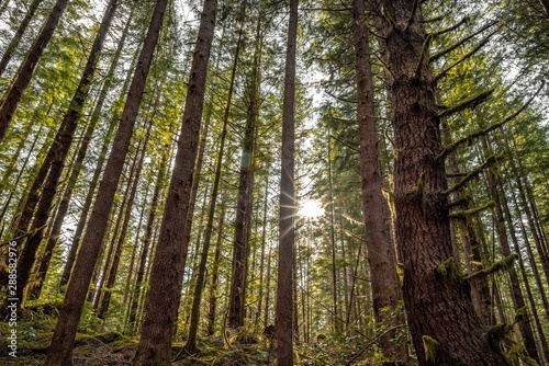 Sunset Through The Trees. Vancouver Island  British Columbia  Canada.