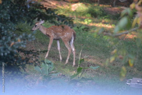 Doe and her Fawn