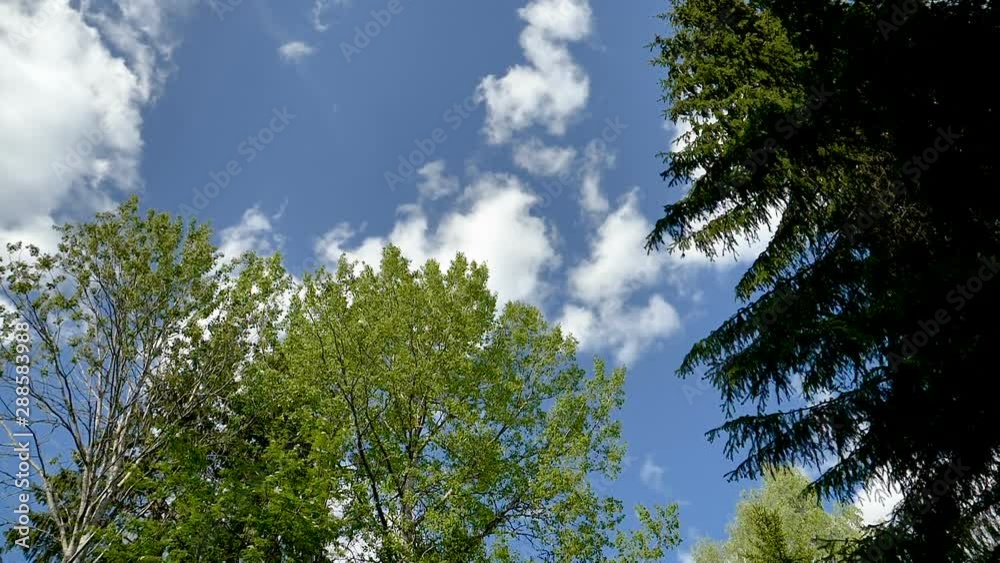 24282_The_view_of_the_green_leaves_of_the_trees.mov 24282_The_view_of_the_green_leaves_of_the_trees.mov