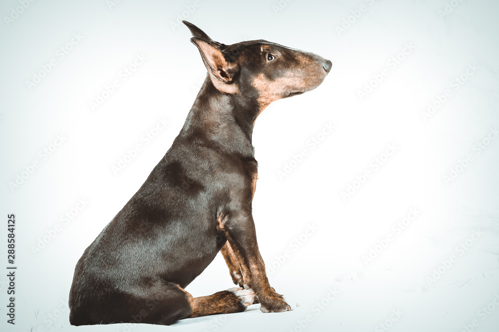 Bullterrier Welpe im Studio vor weißem Hintergrund Bullterrier Welpe im Studio vor weißem Hintergrund