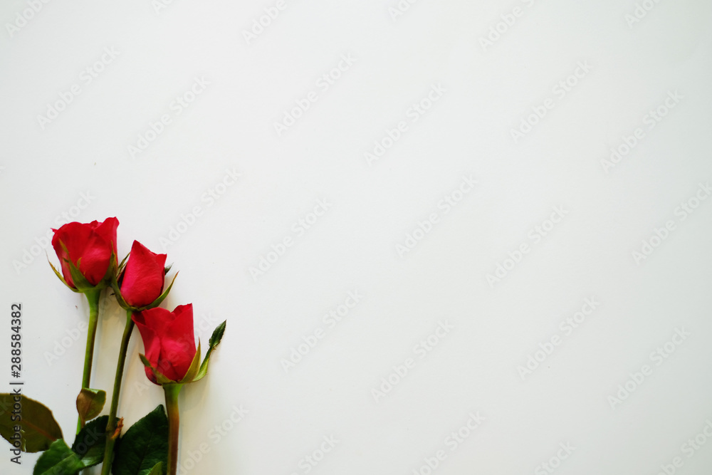 red rose in vase on white background red rose in vase on white background