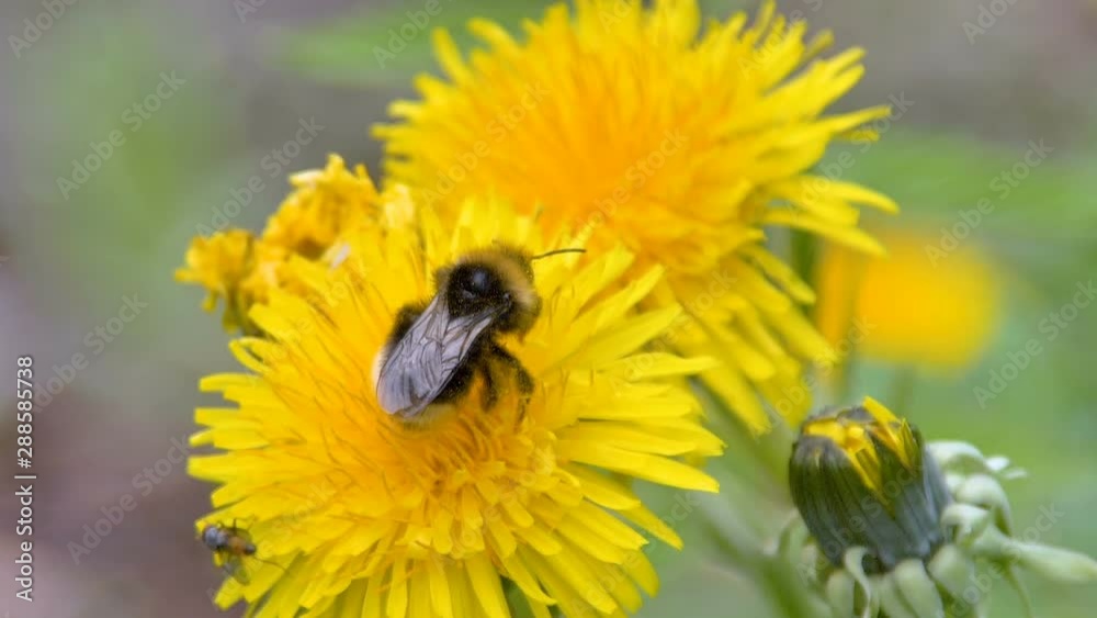 24295_A_big_bee_on_the_two_daisy_flowers.mov