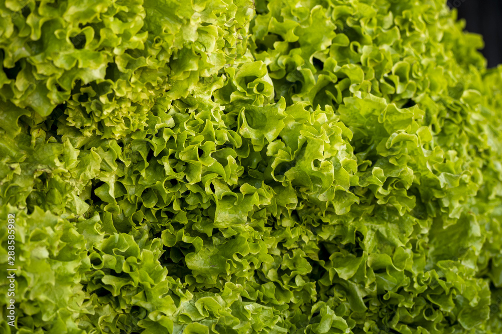 La lechuga es el ingrediente básico de las ensaladas. La lechuga francesa, o crespa, tiene hojas finas y una textura mantecosa; tiene un sabor delicado pero intenso. La lechuga es el ingrediente básico de las ensaladas. La lechuga francesa, o crespa, tiene hojas finas y una textura mantecosa; tiene un sabor delicado pero intenso.