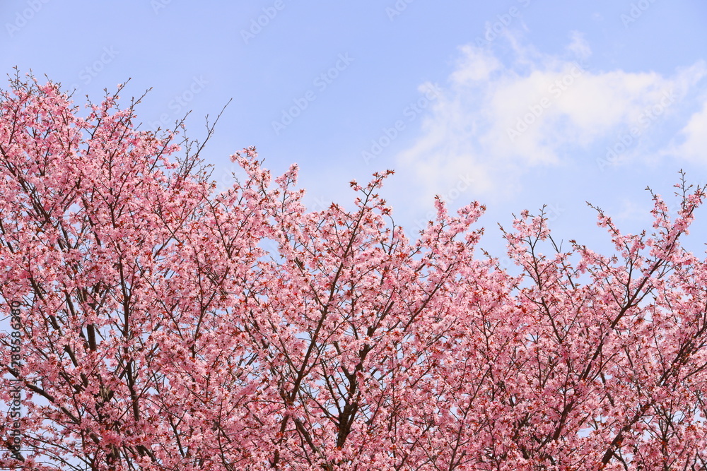 山麓に咲く桜