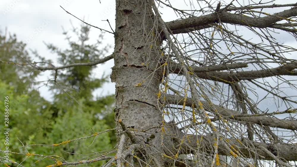 24300_The_closer_look_of_the_leafless_tree_outside.mov 24300_The_closer_look_of_the_leafless_tree_outside.mov